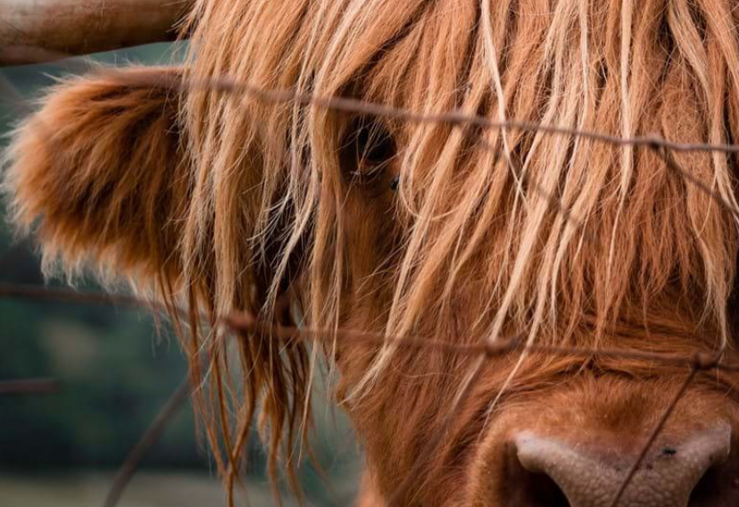 cow