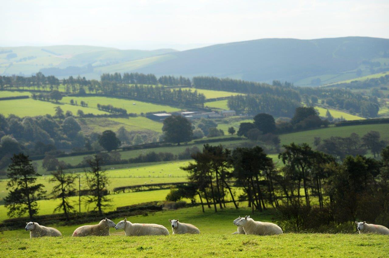 landscape scenery with sheep