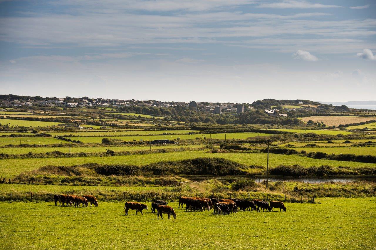 landscape scenery with cows