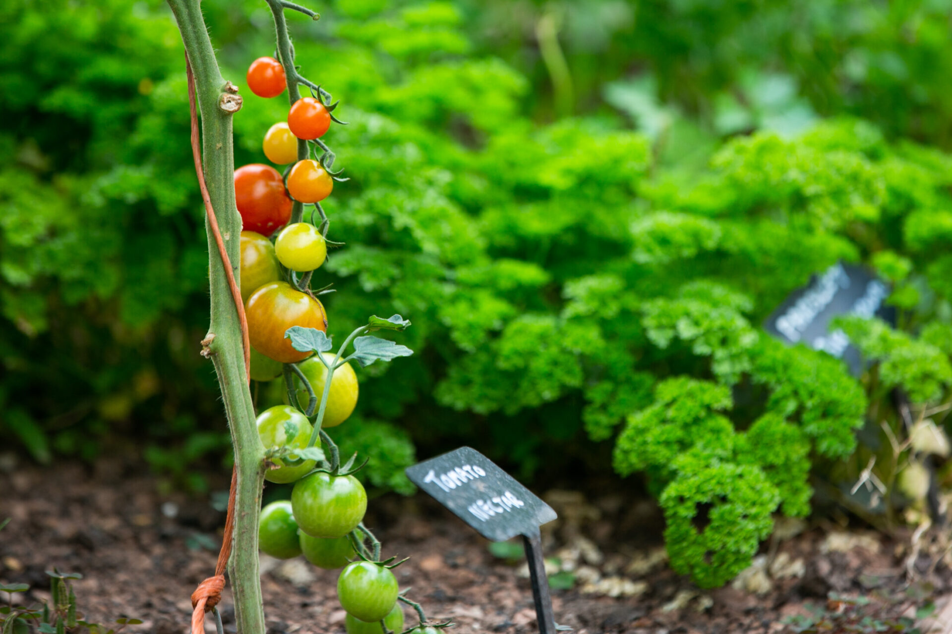 vegetation tomatoes