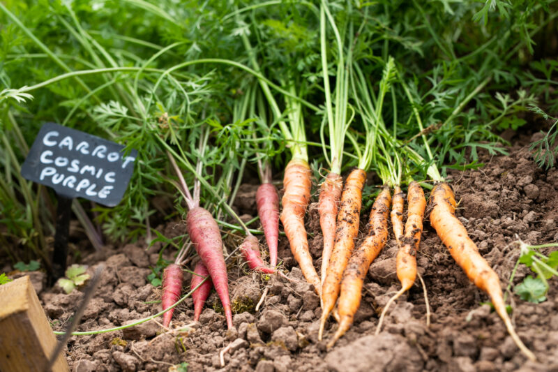 vegetation carrots